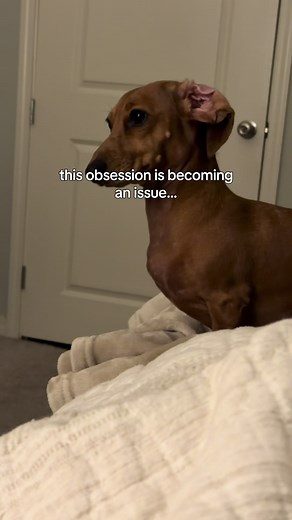 Dachshund Obsession: Why My Wiener Dog Is Always On My Mind