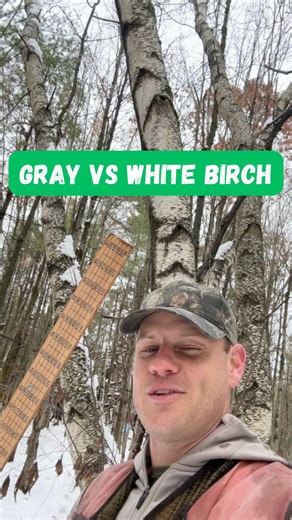 Ethan Tapper on Instagram: "How can you tell gray birch (Betula populifolia) from white/paper birch (Betula papyrifera)? After sharing my video about the ecology of gray birch from this weekend, a lot of people asked me about how to tell the difference between white birch and gray birch. Fortunately, I had enough footage to create an additional video about just that! Enjoy! #tree #trees #birch"