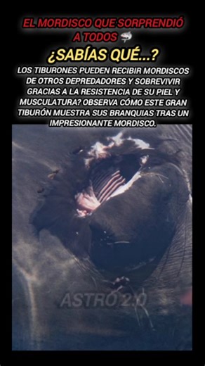 Gran mordisco en la cabeza de este tiburón deja al descubierto sus branquias. Un momento impresionante del mundo marino que pocos han visto. #Tiburón #Océano #VidaMarina #CriaturasDelMar #NaturalezaSalvaje | Astro 2.0