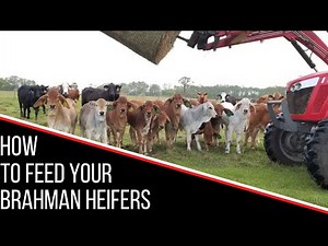 HOW TO FEED YOUR BRAHMAN HEIFERS