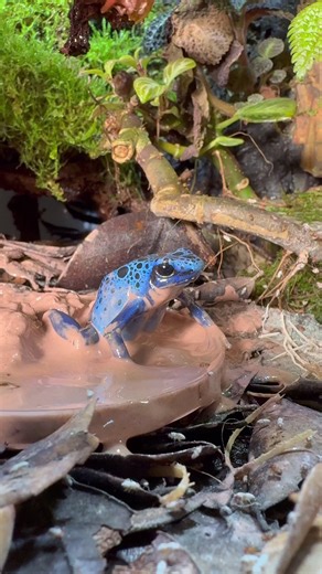 Flightless Fruit Flies: Perfect for Dart Frog Terrariums