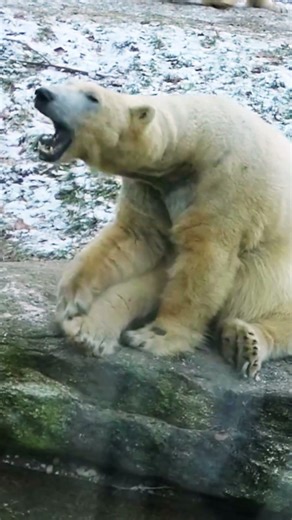 The Giant of the Arctic #polarbear #ytshorts #shorts