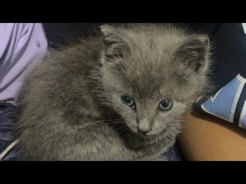 Why Does My Baby Cat Bite 🥺#africancat #cat