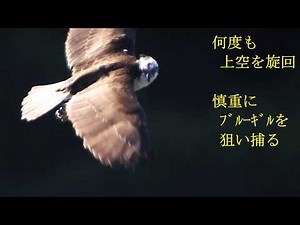 （ミサゴ）何度も上空を旋回し慎重にブルーギルを狙い捕る