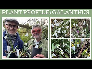 Plant Profile: Eight different Galanthus - Snow Drops!!!