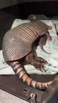 mamãe Tatu e seu bebê.