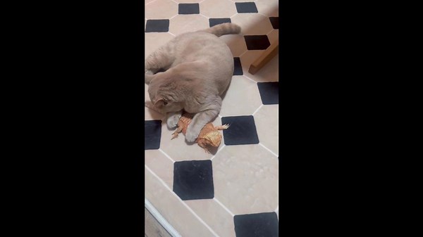 Pet cat and bearded dragon lizard form unlikely friendship