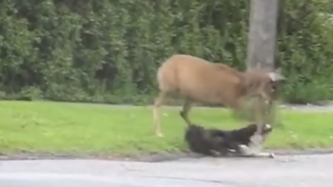 Epic Animal Kicks That Will Have You Laughing and Cringing at the Same Time