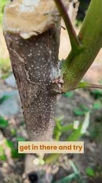 🌳🪓 Invasive Tree of Heaven: Hack and Squirt 💉🌿