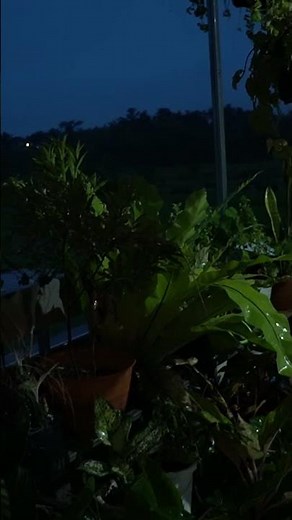 Afternoon Rain Ambience for Ultimate Calm & Rest