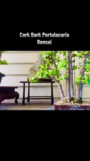 Bonsai grove and forest display with suiseki accent depicting a high sierra valley scene. #bonsai