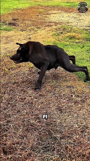 3 Strange Dog Breeds You’ve Never Seen Before #shorts