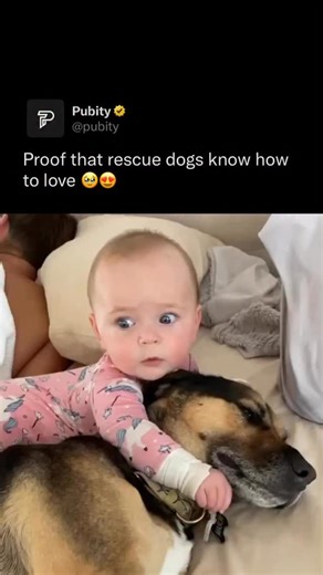 Pubity on Instagram: "😍💕 An 8-month-old baby shares a quiet morning moment with her rescue dog. The two cuddle in bed, showing a bond built on trust and gentleness. What starts as a sweet cuddle turns into a shared mission. Together, they wake up dad to start the day. Allison Ackerman (@BeachBlondeBoston) via ViralHog #wholesome #baby #dogs"