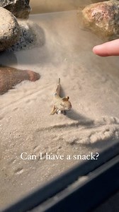 Mudskipper training with Steven. He always comes to the front of the tank whenever I walk in my room. I feed him with my fingers so he expects food to automatically dispense from them. #saltwater #saltwateraquarium #saltwatertank #saltwaterfish #freshwater #freshwateraquarium #freshwatertank #freshwaterfish #brackishaquarium #brackishtank #brackishwateraquarium #brackish #brackishwater #mudskipper #aquarium #aquariums #aquariumsofinstagram #aquariumsdaily #natureaquarium #aquascaper #aquascape #