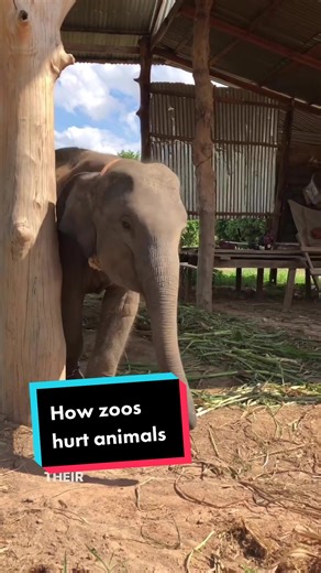 Why Zoos Are Bad: Unveiling the Truth About Animal Captivity