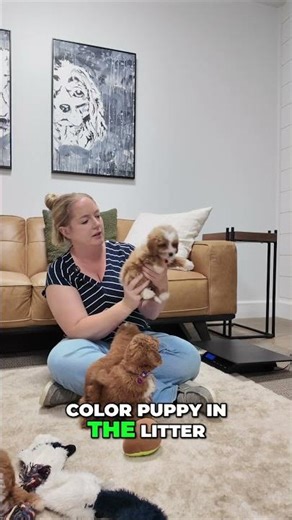 Lainey’s tiny charm + Lexus’s apricot glow = Cavapoo perfection 🐾