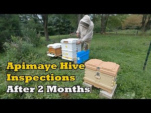 Apimaye Hive Inspections After 2 Months