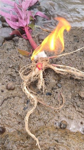 It's true what people used to say that if a tree sways by itself in a river, it must have a sacre...