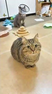 A cat compilations #281