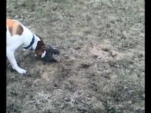 opossum playing dead #2