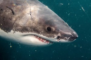Cape Cod shark sightings: Nearly 2 dozen confirmed sightings over weekend, researchers confirm
