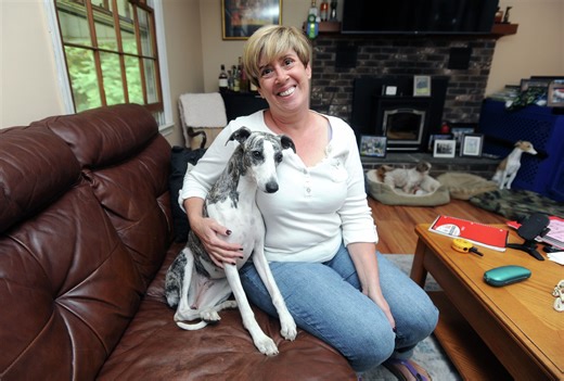 Winning show dogs are pampered pets, raised to look their best in ring
