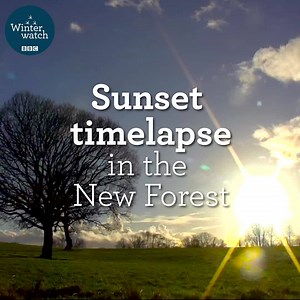 Winter skies are just beautiful! ❄️🥰 Check out this beautiful sunset time-lapse from the New Forest! 🌅🤍 #Winterwatch ❄️ | BBC Springwatch