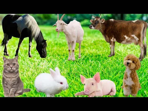 Cute Animal Moments Compilation: Parrot, Rabbit, Dog, Cat, Cow, Horse, Sheep, Duck-Animal World.