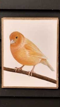 Small Canary Bird Drawing #softpastel #art