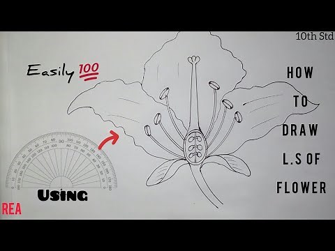 How to draw Longitudinal Section of Flower | Class 10