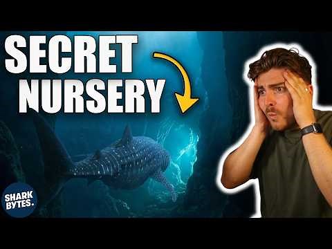 The World’s LARGEST Fish Finally Gives Up Its Secret