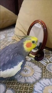 Cockatiel Singing Songs | Cute Bird Whistling and Mimicking Music ( shorts)