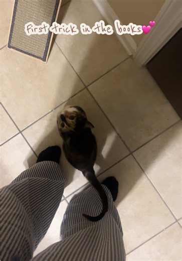 Smart Kitten First Trick: Easy Cat Training Tips