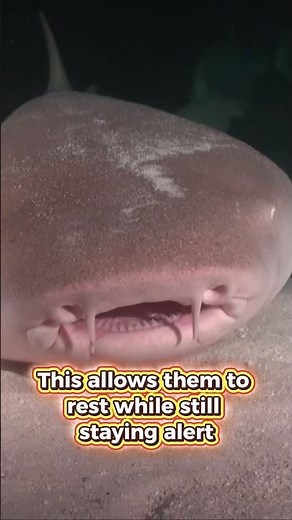 Sharks Sleep with Half Their Brain