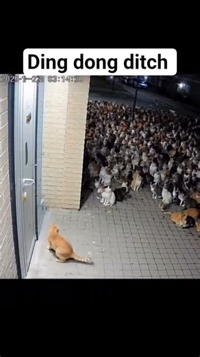 Subway surfers cat edition 😂