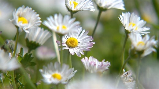 Washington DOH introduces real-time pollen monitoring to combat spring allergies