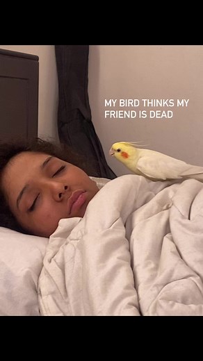 126K views · 3.1K reactions | Leo X Sleeping Beauty Farin 﫶 | Leo The Dinosaur | Facebook