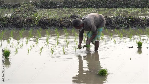 Side view of Asian farmer transplanting rice seedlings with water reflection in flooded paddy field 4K