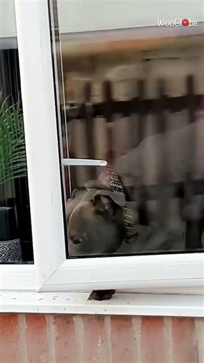 Dog Escapes Through Window Using Its Mouth | Amazing Pet Trick || WooGlobe