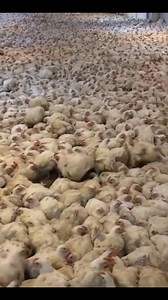 C'est poulets n'ont jamais vécu ainsi. C'est pour faire un comptage. #edélevage #casedélevage #ApoutchouNational #elevageencotedivoire #cotedivoire #entrepreneurlife #entertainment #python @ [100063818480090:2048:Investir dans l'élevage : agence et formation] @ [964271635710110:49210:@super fans] Investir Au Pays | Investir dans l'élevage : agence et formation