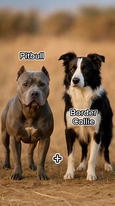 Pitbull Border Collie😱😨🔥🤯 #pitbull #bordercollie #videos #planeta #mundoanimal #videos #dogs #perros #rottweiler #viral | Ferdraw