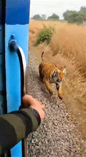 Tiger Almost Grabbed Him From a Moving Train 😨🐅 | चलती ट्रेन से बाघ उसे पकड़ ही लेता