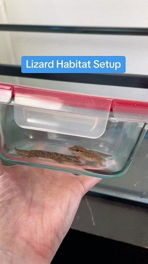 Creating a Natural Habitat for House Geckos