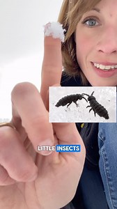 Have you ever noticed snow fleas in your yard? Some people also call them springtails. And although it can be a bit alarming making a snow-angel and turning your head to the side just to see thousands of tiny jumping insects surrounding you, they are completely harmless. They also have an important role in the ecosystem, eating and breaking down decaying organic matter. #wildlifefacts #natureinwinter #springtails #snowfleas #bugsarecool #animalfacts | Wild For Life inc.