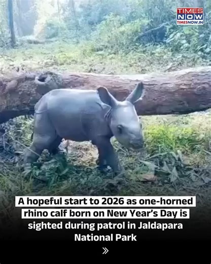 A one-horned rhinoceros calf born on January 1 was sighted during routine elephant patrols in Jaldapara National Park, marking a positive moment for conservation efforts in Alipurduar as forest officials continue close monitoring of the newborn and its mother under the park’s established protection protocol. #rhinoceros #newyear | TIMES NOW