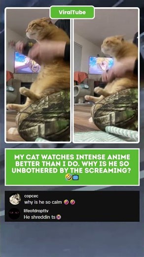 Unbothered King 👑 Cat watches INTENSE anime like it's nothing! 😂 #Anime #FunnyCat #Shorts