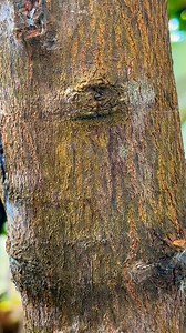 Best grafting technique fruit tree _ Graft side graft method | Hanneaoumat