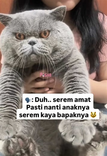 Trio Cebolita: Kucing Munchkin Fold dan British Shorthair