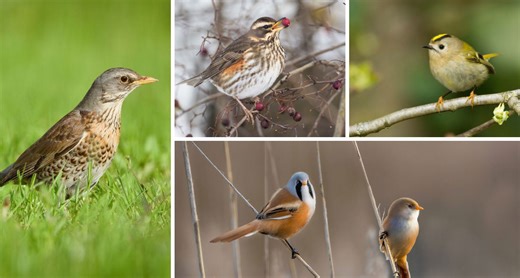 RSPB: Four elusive and visiting birds you can spot in the UK in October - and where birdwatchers can find them