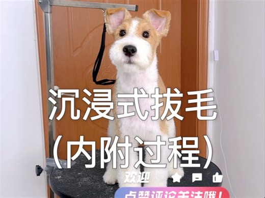 手把手教你如何在家给刚毛猎狐梗拔毛